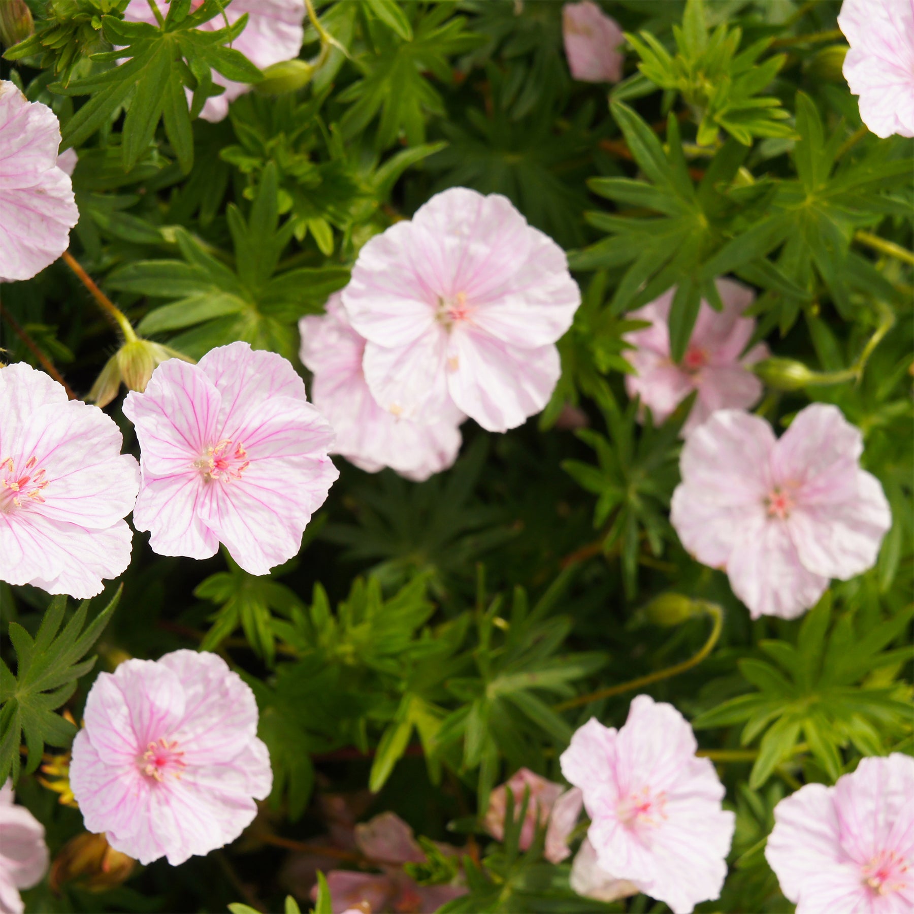 Bloedooievaarsbek 'Striatum' - Willemse