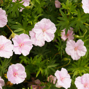 Bloedooievaarsbek 'Striatum' - Willemse