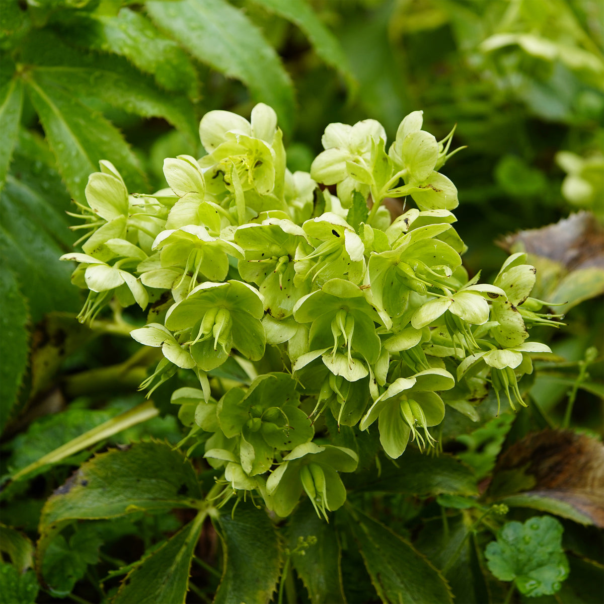 Corsicaanse Kerstroos - Willemse
