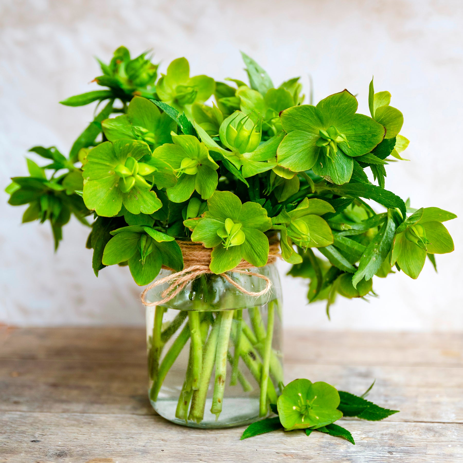 Corsicaanse Kerstroos - Helleborus argutifolius - Willemse