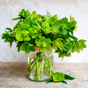 Corsicaanse Kerstroos - Helleborus argutifolius - Willemse