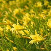 Hemerocallis citrina - Daglelie Citrina - Hemerocallis - Daglelie