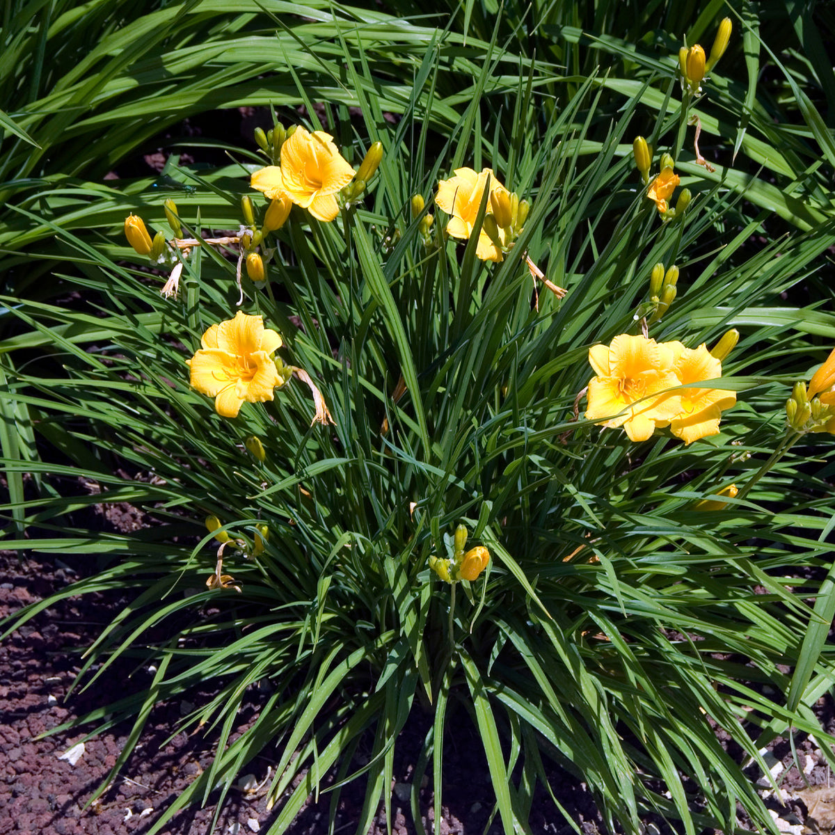 Hemerocallis - Daglelie - Daglelie Stella de Oro - Hemerocallis Stella de Oro