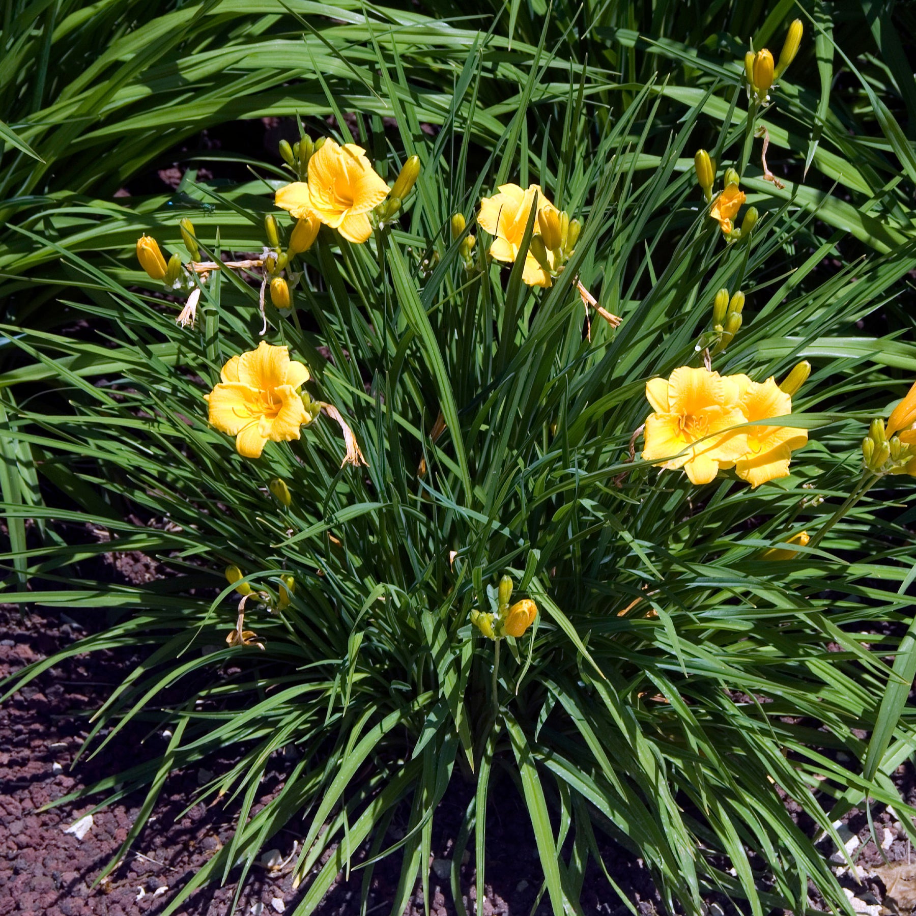 Hemerocallis - Daglelie - Daglelie Stella de Oro - Hemerocallis Stella de Oro