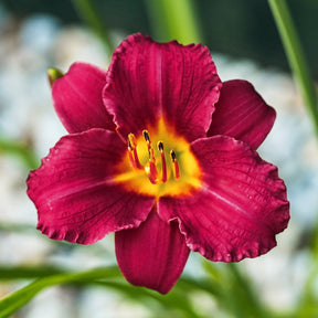 Daglelie 'Pardon Me' - Hemerocallis pardon me - Willemse