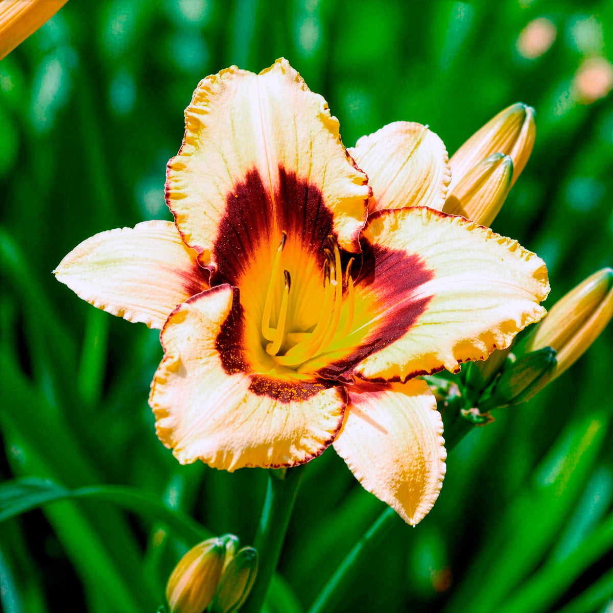 Daglelie 'Canadian Border Patrol' - Hemerocallis canadian border patrol - Willemse