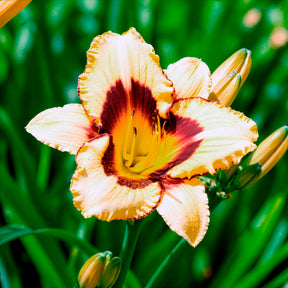 Daglelie 'Canadian Border Patrol' - Hemerocallis canadian border patrol - Willemse