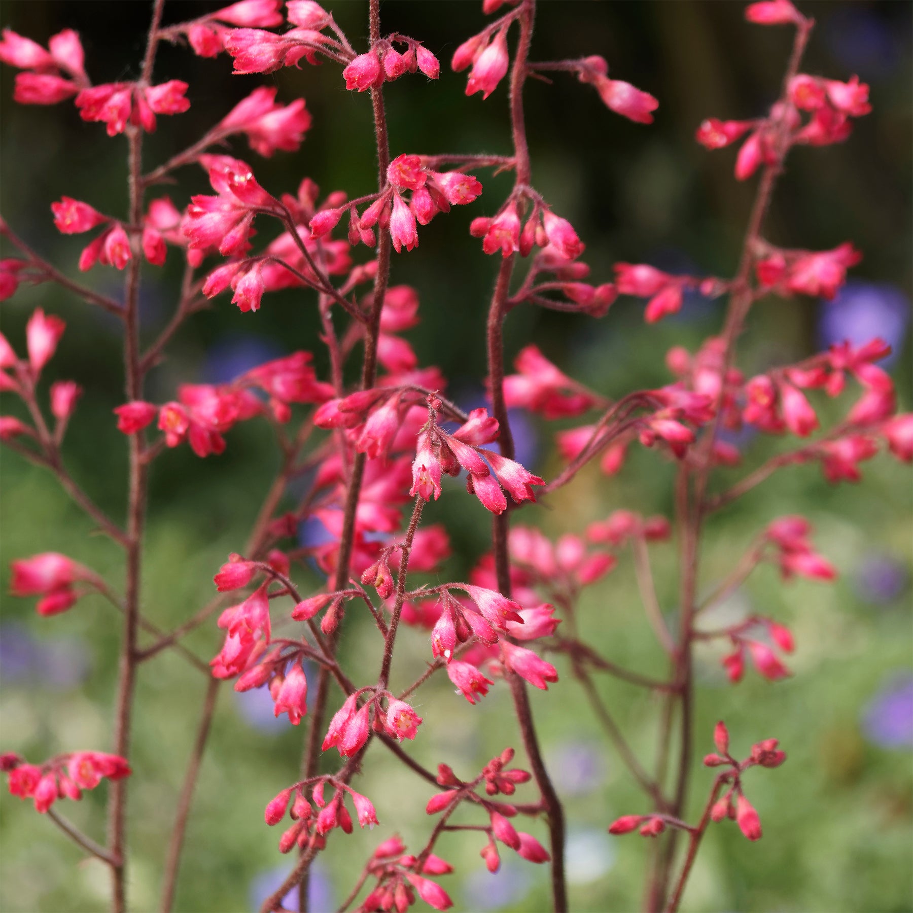 Heuchera - Purperklokje - Purperklokje 'Pluie de Feu' - Heuchera pluie de feu