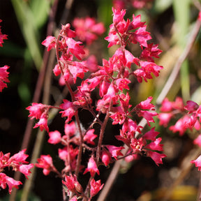 Purperklokje 'Pluie de Feu' - Heuchera pluie de feu - Willemse
