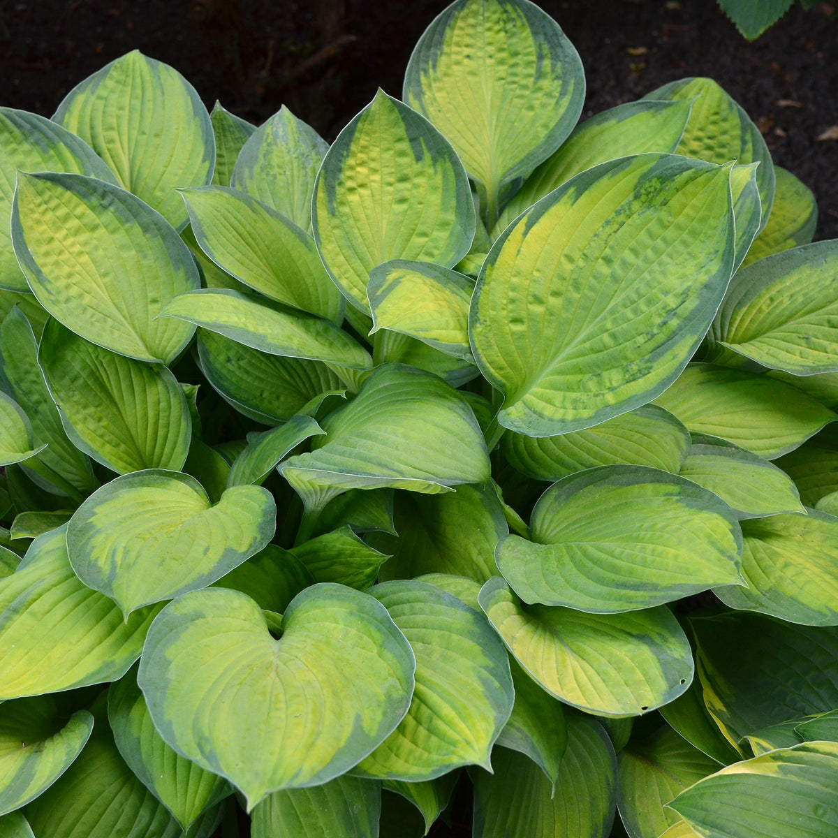 Hartlelie Guacamole - Hosta Guacamole - Willemse