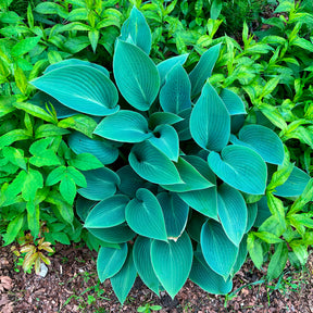 Verkoop Hartlelie Halcyon - Hosta Halcyon