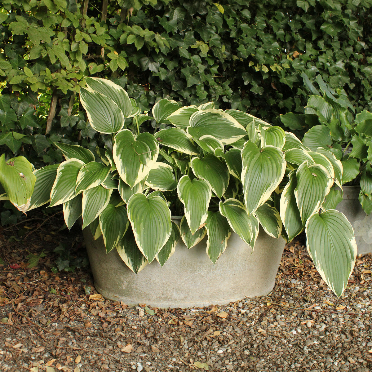 Hartlelie So Sweet Funkia - Hosta so sweet - Willemse