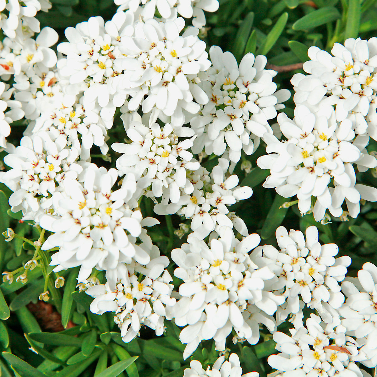 Scheefbloem Weisser Zwerg - Willemse