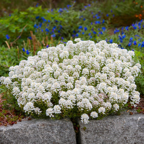 Scheefbloem Weisser Zwerg - Willemse