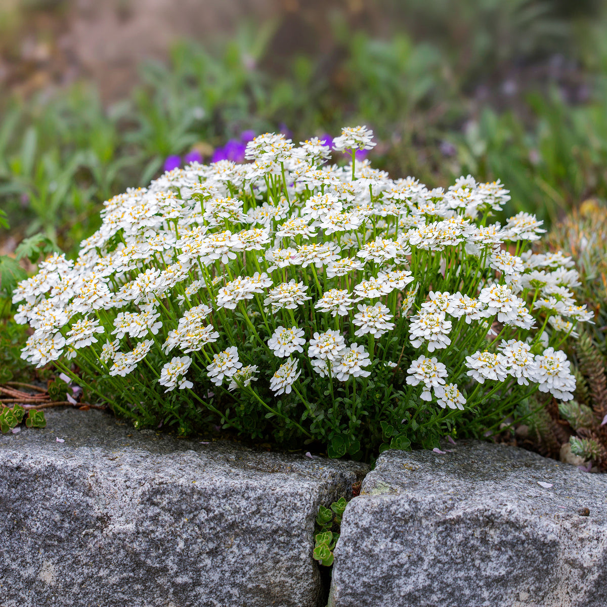 Scheefbloem 'Weisser Zwerg'