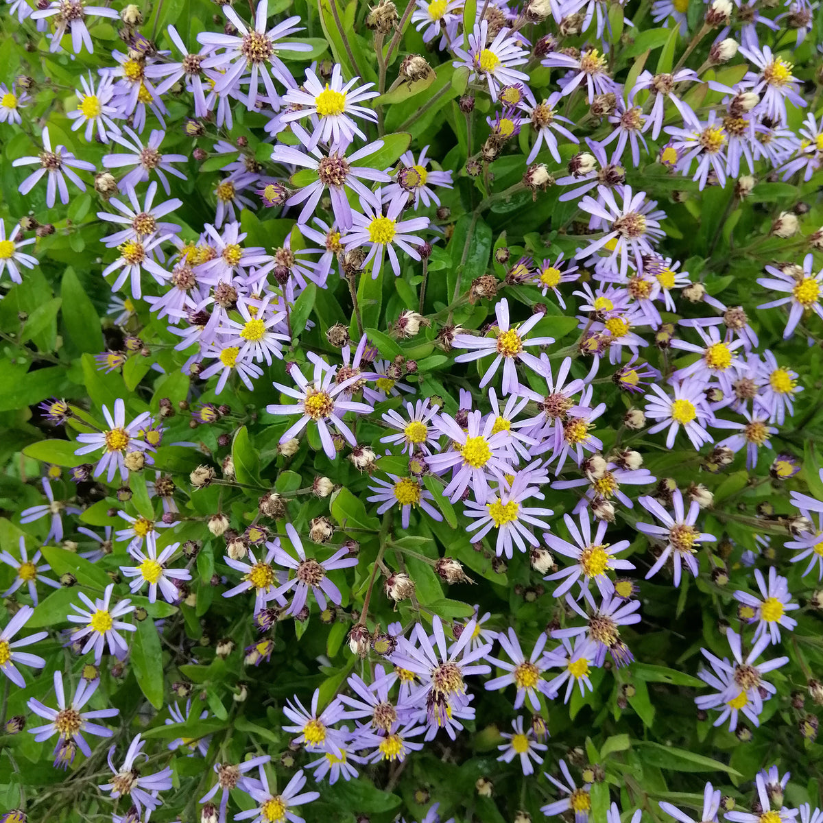 Zomeraster Nana Blue