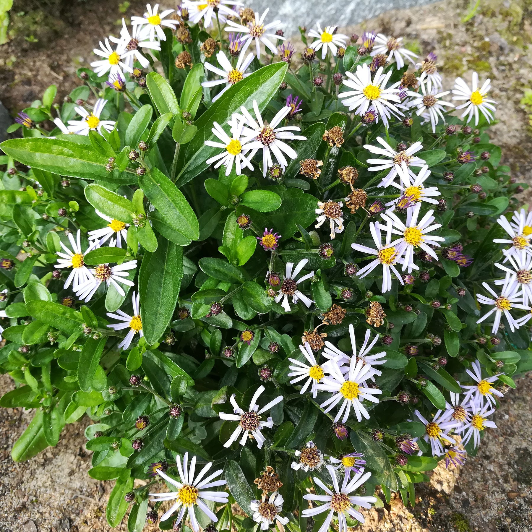 Zomeraster Nana Blue - Willemse