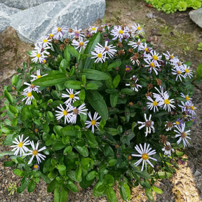 Kalimeris incisa nana blue - Zomeraster Nana Blue - Kalimeris