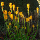 Vuurpijl 'Citrina' - Willemse