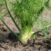 Foeniculum vulgare - Venkel - Kruiden