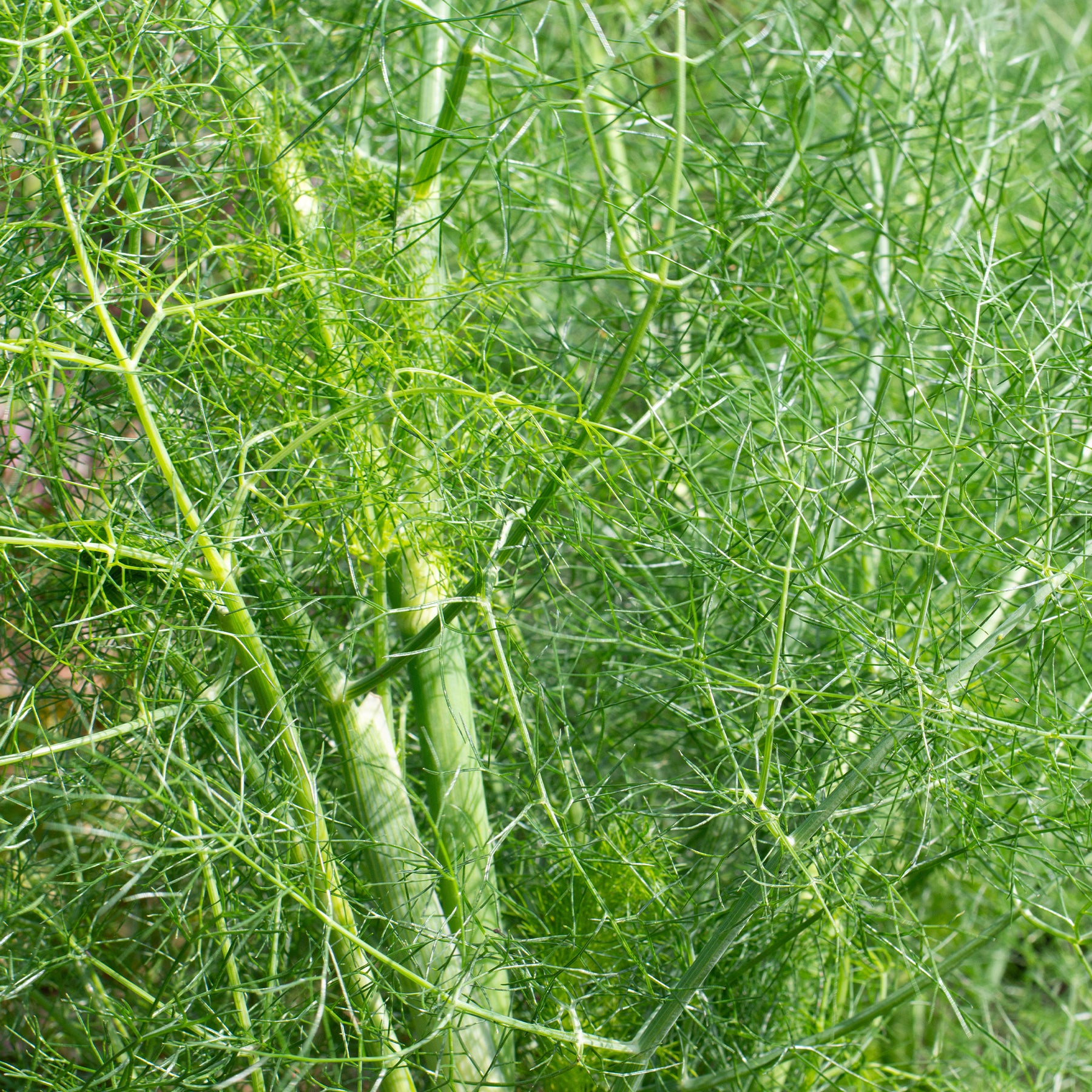 Foeniculum vulgare - Venkel - Kruiden