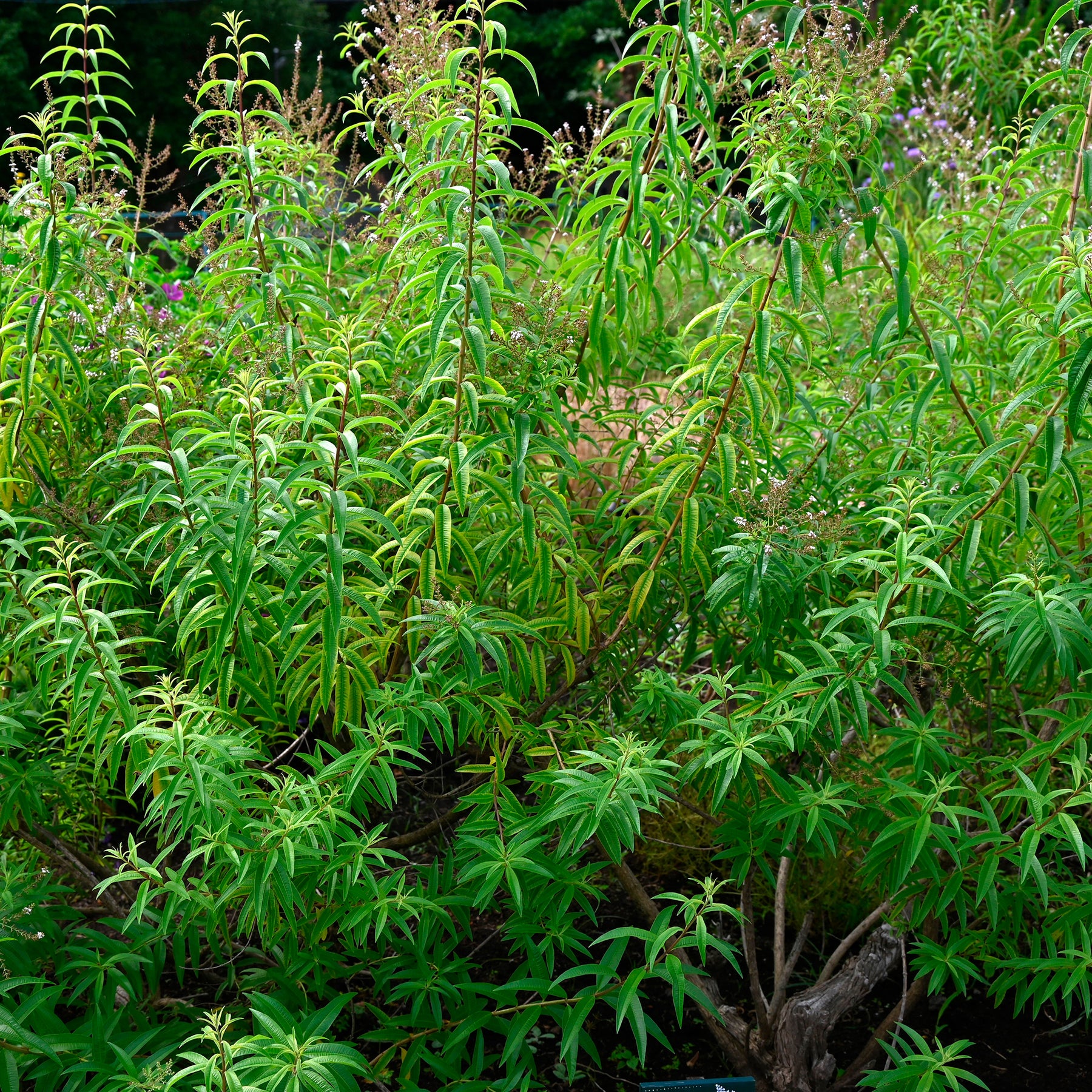 Citroenverbena - Aloysia citrodora - Willemse