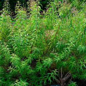 Citroenverbena - Aloysia citrodora - Willemse