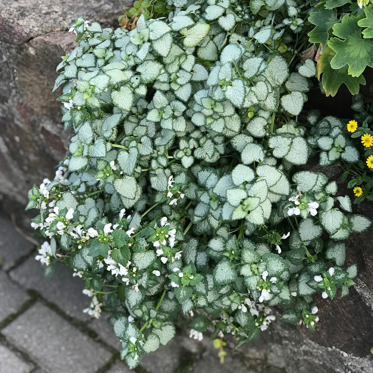 Lamium maculatum white nancy - Gevlekte dovenetel 'White Nancy' - Lamium