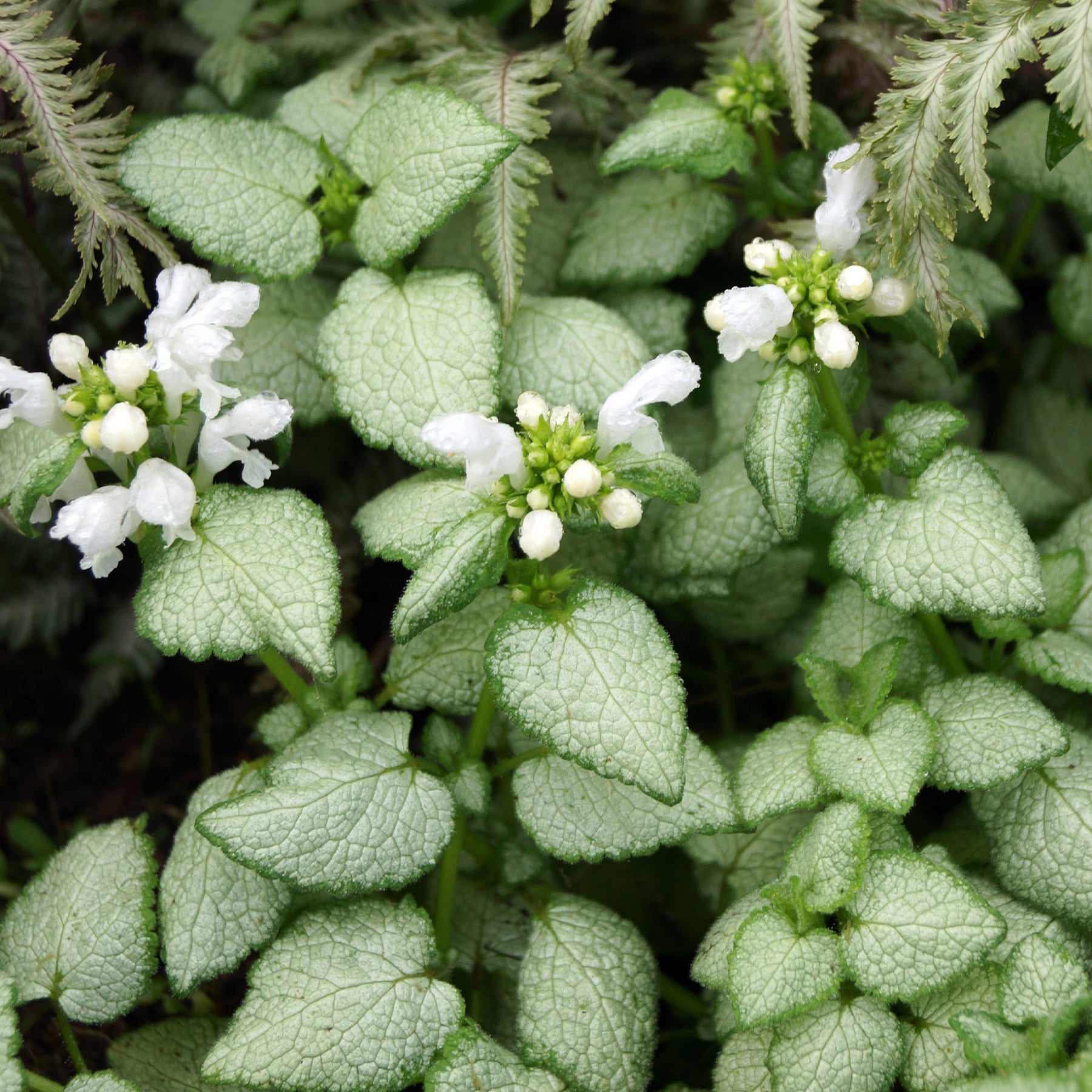 Gevlekte dovenetel 'White Nancy' - Willemse