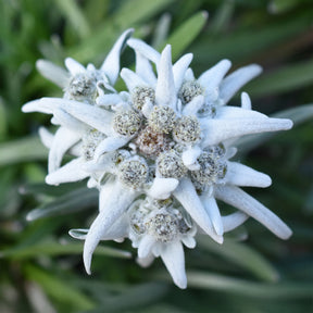 Edelweiss 'Blossom of Snow' - Willemse