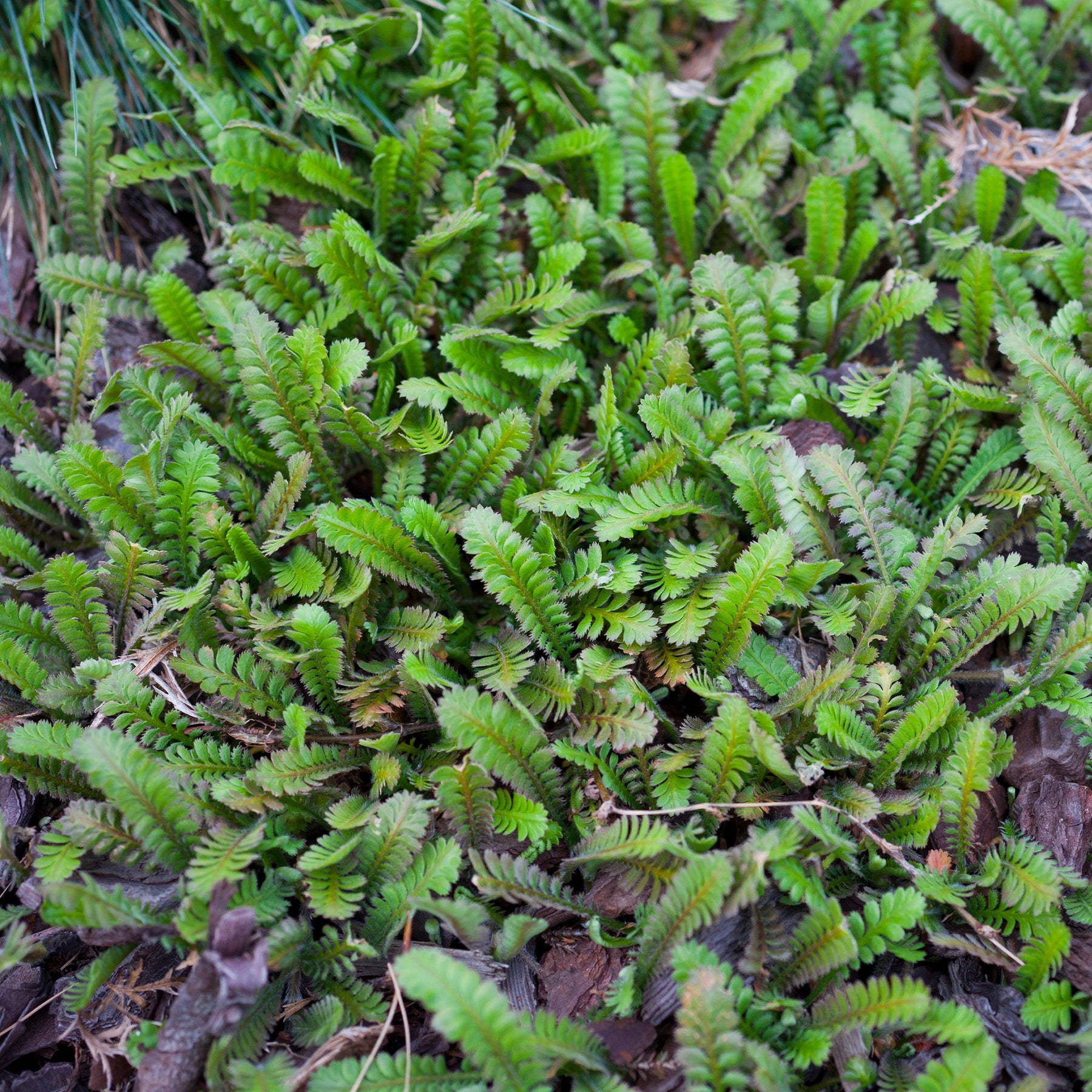Speldenkussenplant - Leptinella squalida - Willemse
