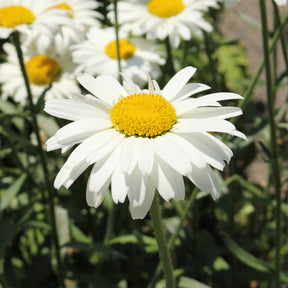 Margriet 'Alaska - Leucanthemum x superbum alaska - Willemse