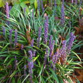 Leliegras Evergreen Giant - Willemse