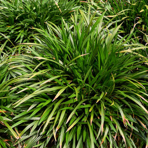 Leliegras Evergreen Giant - Liriope muscari evergreen giant - Willemse
