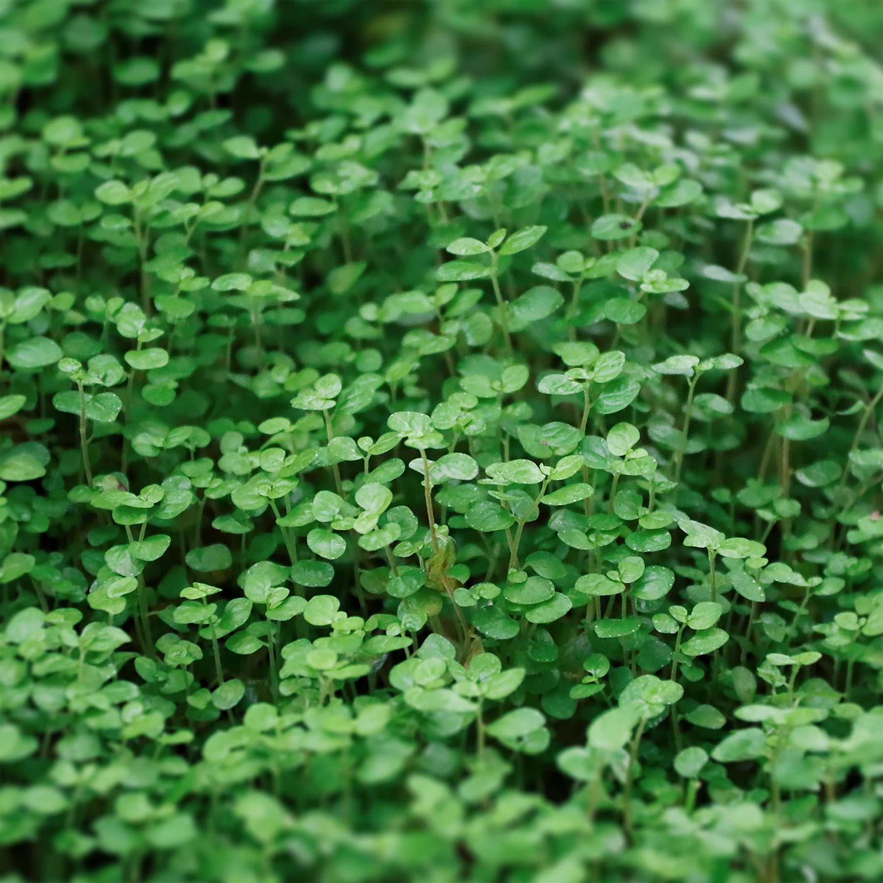 Munt Requien - Willemse