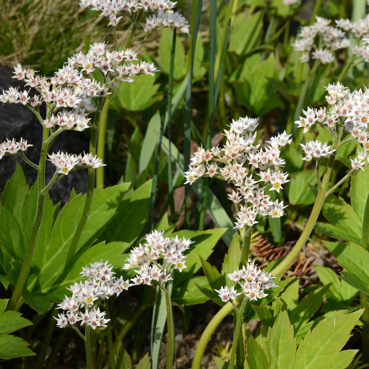 Vivassen Karasuba - Mukdenia rossii karasuba - Willemse