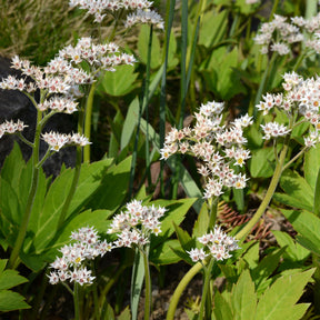 Vivassen Karasuba - Mukdenia rossii karasuba - Willemse