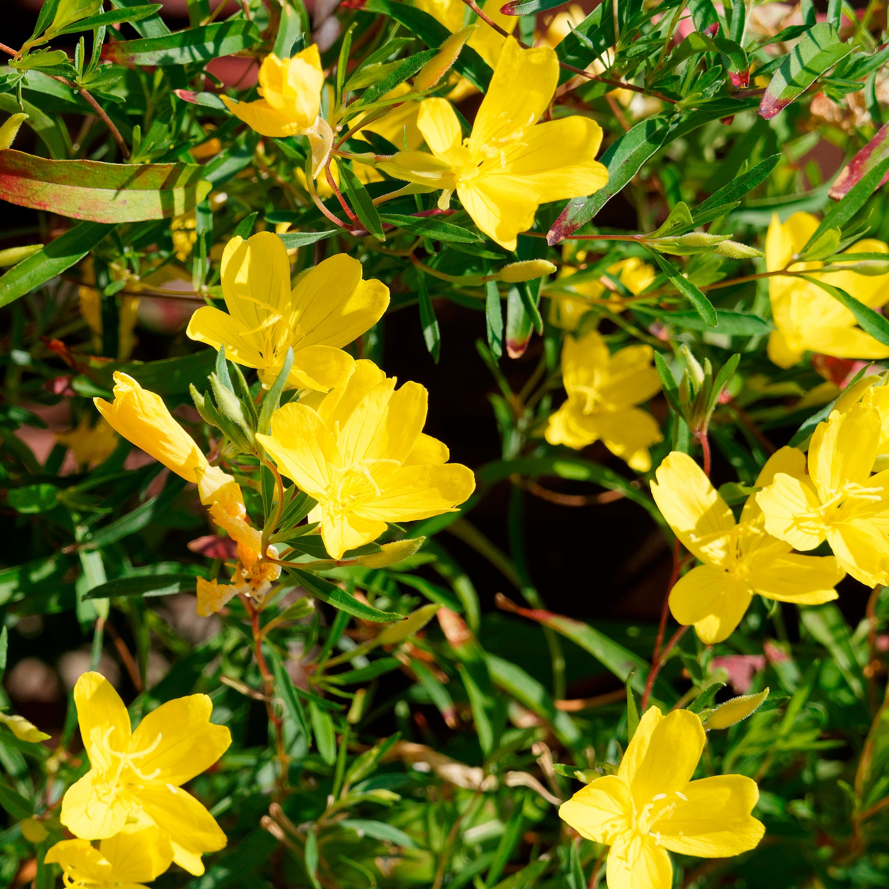 Oenothera African Sun - Teunisbloem African Sun - Bloeiende vaste planten