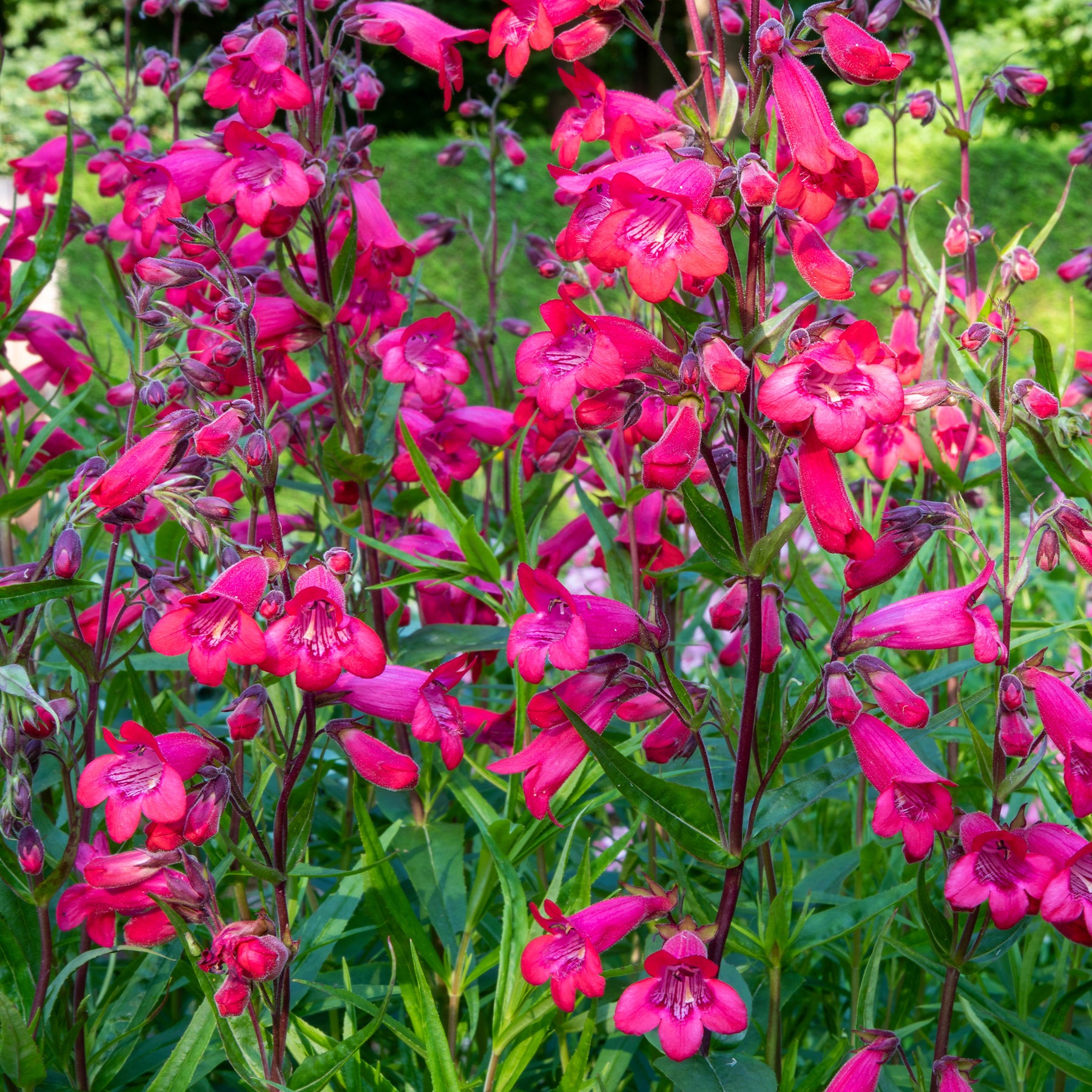 Schildpadbloem - Penstemon Schoenholzeri - Willemse