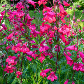 Schildpadbloem - Penstemon Schoenholzeri - Willemse