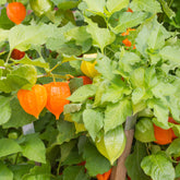 Vaste planten - Goudbes 'Coqueret de Franchet' - Physalis alkekengi var. franchetii
