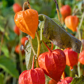 Goudbes 'Coqueret de Franchet' - Physalis alkekengi var. franchetii - Willemse