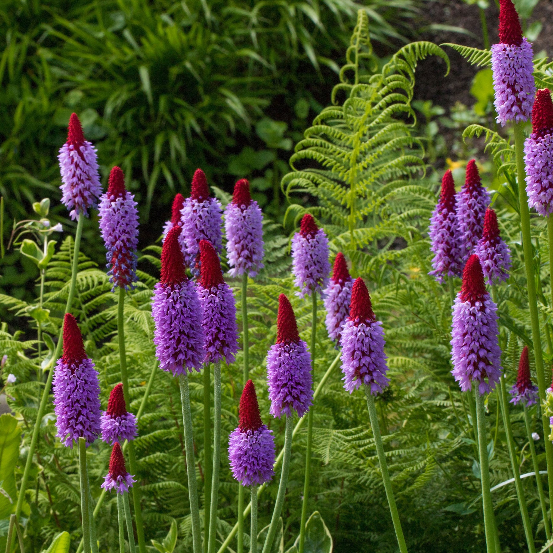 Vaste planten - Sleutelbloem Vial Sleutelbloem - Primula vialii