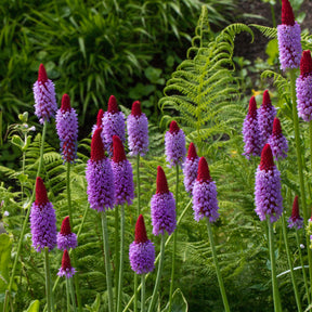 Vaste planten - Sleutelbloem Vial Sleutelbloem - Primula vialii
