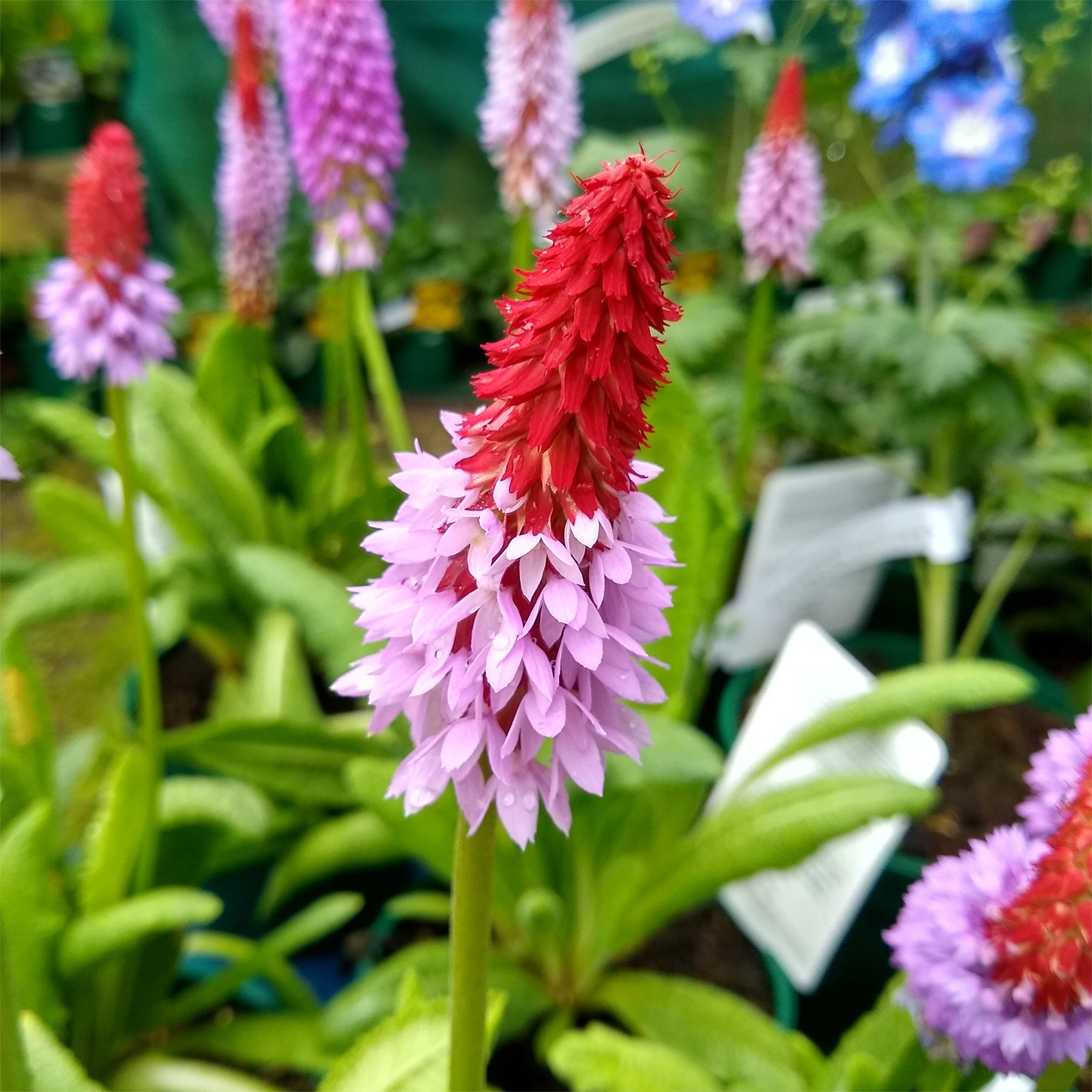 Sleutelbloem Vial Sleutelbloem - Primula vialii - Willemse