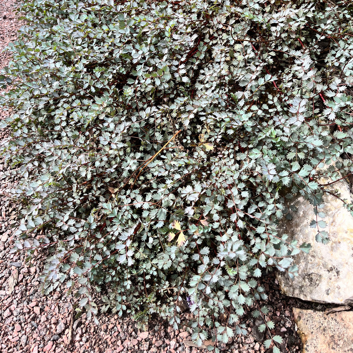 Zilverkussen - Willemse