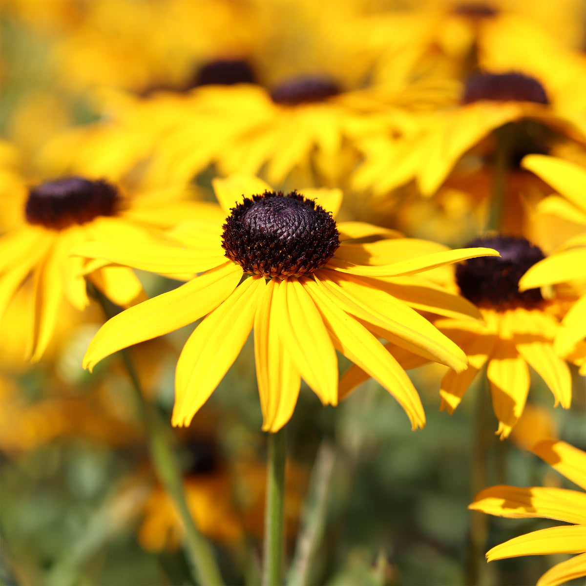 Zonnehoed Early Bird Gold - Rudbeckia fulgida Early Bird Gold - Willemse