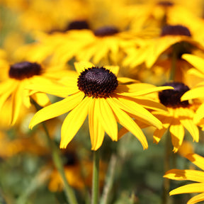 Zonnehoed Early Bird Gold - Rudbeckia fulgida Early Bird Gold - Willemse