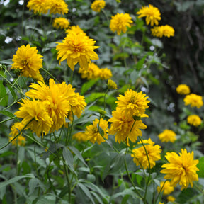 Slipbladige Zonnehoed - Rudbeckia laciniata goldquelle - Willemse