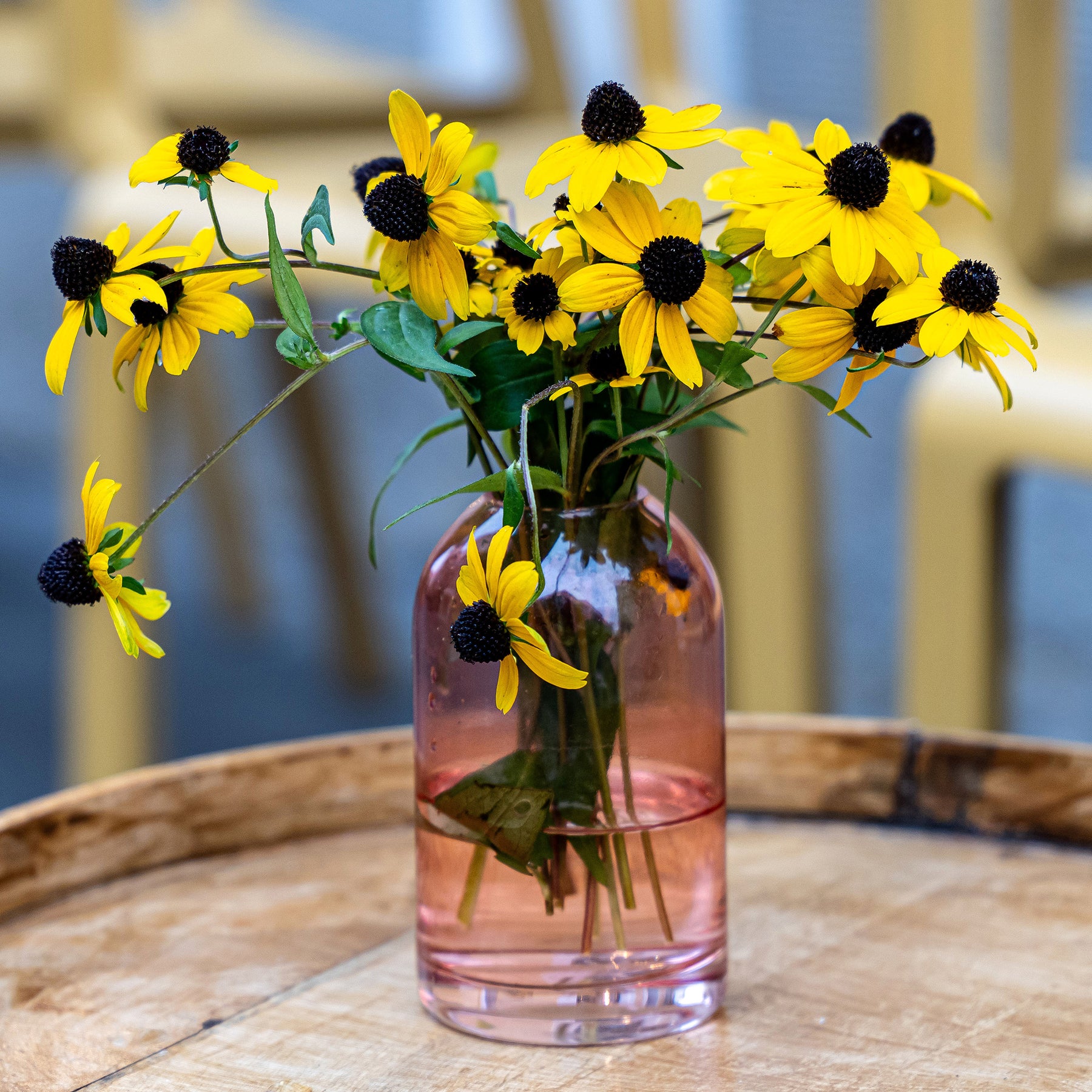 Zonnehoed tribola - Rudbeckia - Willemse